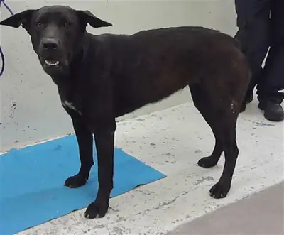 Kurtarılan köpek, istikrarlı bir yuvaya ihtiyaç duyuyor.