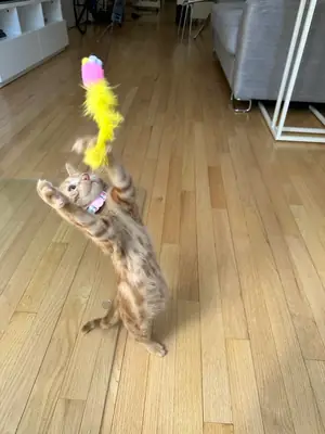 indoor cat, simple rehome