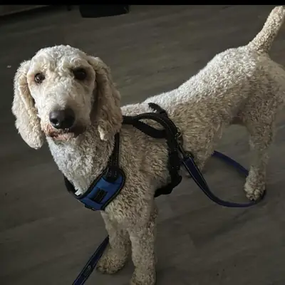 poodle, needs more time than I can give