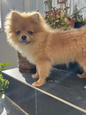 small dog, but not low-maintenance