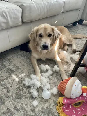 good dog, just not the right timing for us