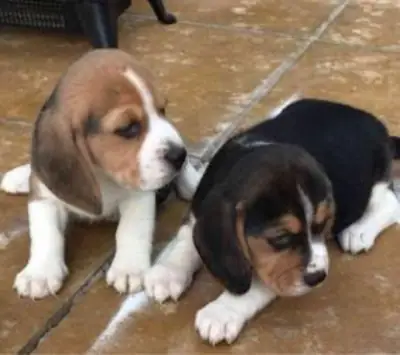 迷人的比格犬幼犬