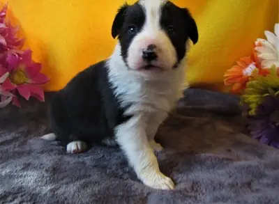 Güzel Border Collie Yavruları