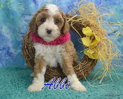 Cavapoo Yavruları şimdi hazır