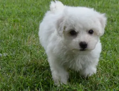 Adorables chiots bichon frisé mâle et femelle