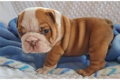 英斗犬优秀血统可能三重携带者