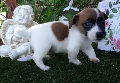 İyi Kaliteli Jack Russel yavrusu hazır