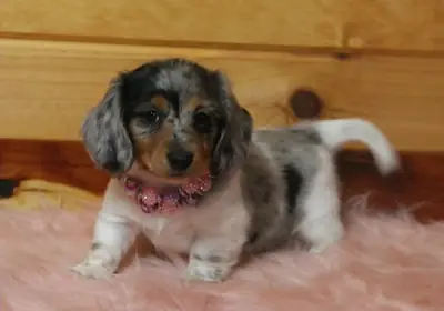 真正杰出的迷你腊肠犬小狗