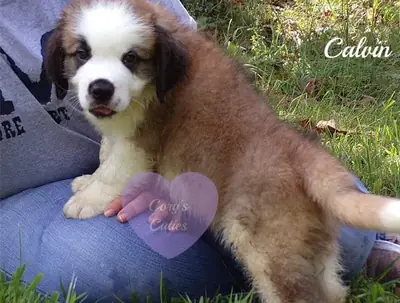 Smooth & Rough Coated Saint Bernard Puppies 