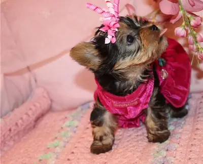 Şirin Yorkie yavruları