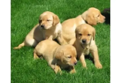 迷你F1拉布拉多犬幼犬健康测试