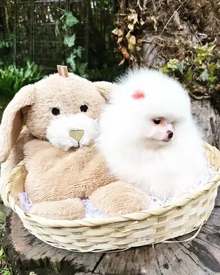 优质注册博美犬