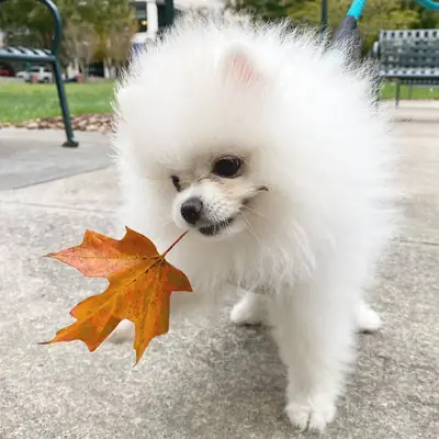 Preciosos cachorros de Pomerania