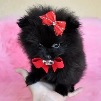 ¡Precioso cachorro de Pomerania tipo "micro teacup" con cara de osito disponible!