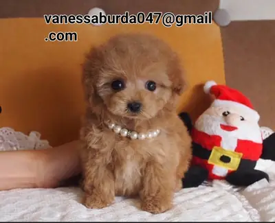 Cachorros de caniche estándar bien adiestrados disponibles para adopción.