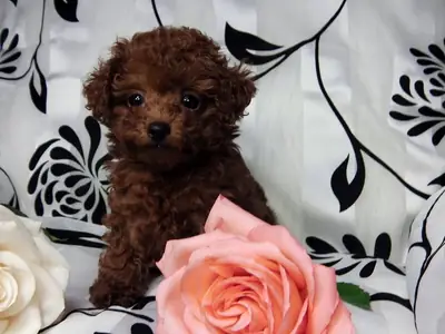 Cachorro de caniche Contacto  (vanessamy922 @ g mail.com)