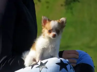 Sweet Chihuahua Puppies
