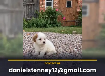 哈瓦那犬幼犬