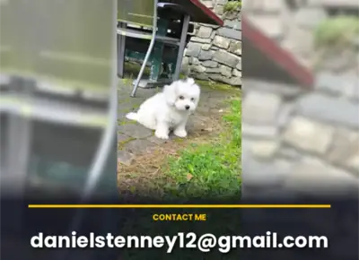 纯种马尔济斯犬幼犬