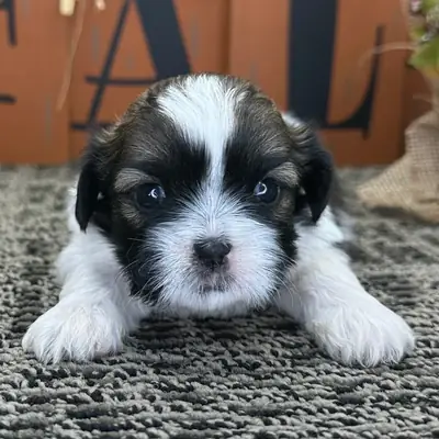 hermoso cachorro Shih Tzu