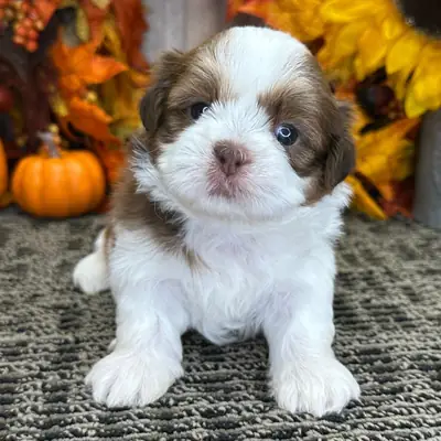 9周大的雄性西施犬