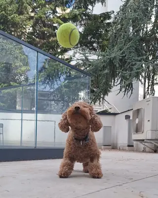 Hogar para siempre para fabuloso cachorro de caniche