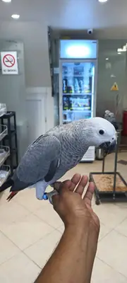 African Grey Parrots for Adoption