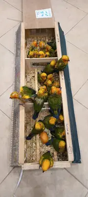 13周大的手养太阳鹦鹉
