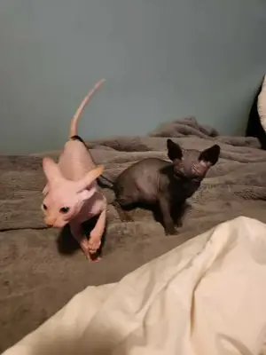 Sphynx-Kedisi mevcut