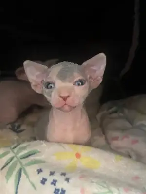 Entzückende Sphynx-Kätzchen