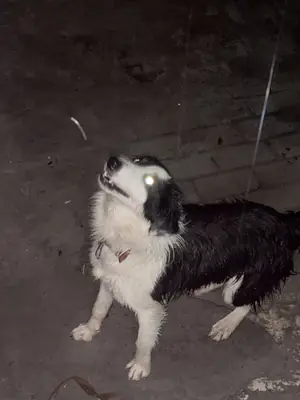友好的边境牧羊犬