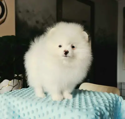 可爱的博美犬幼犬