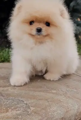 Pomeranian Yavruları – hemen teslim edilmeye hazır