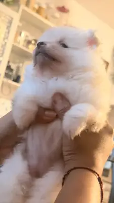 Zwergspitz-pomeranian