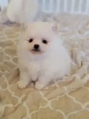 超级可爱的迷你博美犬幼犬