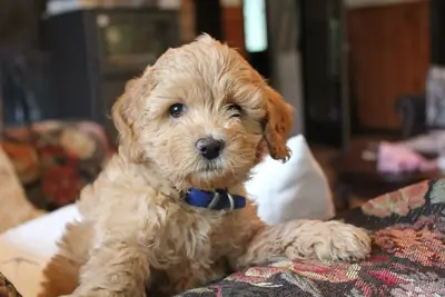 Charmants chiots Maltipoo
