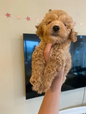 美丽健康的Maltipoo小狗待领养
