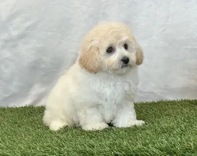 Preciosos cachorros Bichpoo disponibles