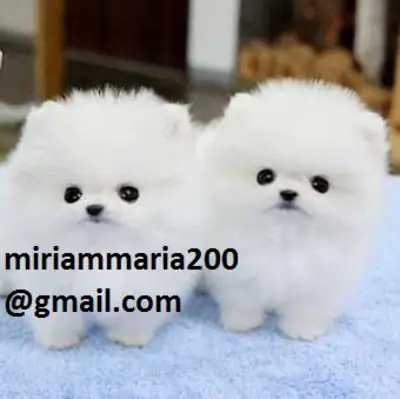Deux superbes chiots Pomeranian T-Cup
