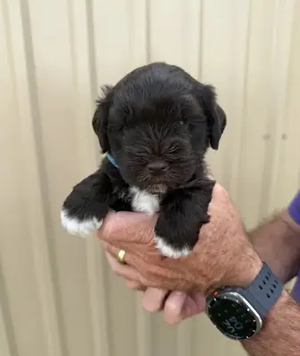 Schnauzer nain