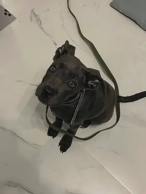Adorable Black Cane Corso Puppy Looking for a Loving Home 
