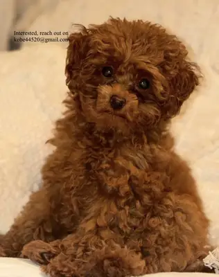 Hermoso caniche
