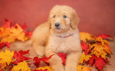 Goldendoodle yavruları