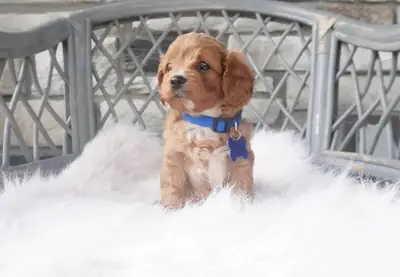 Cachorros de Cavapoo