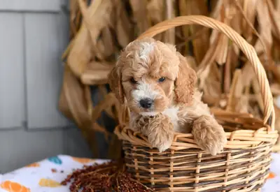 迷你可卡犬幼犬待领养