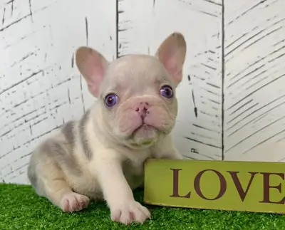 Cachorro bulldog francés revisado por veterinario