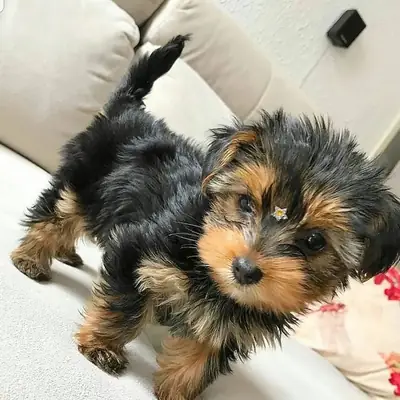 母约克夏犬