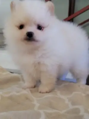 Pomeranian yavruları (toy tipi) sunulmaktadır.