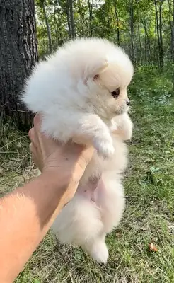 Sevimli Pomeranya Yavruları (Toy tipi)