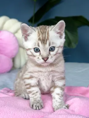 Şirin bengal kedileri